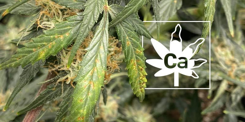Carence en calcium chez les plants de cannabis