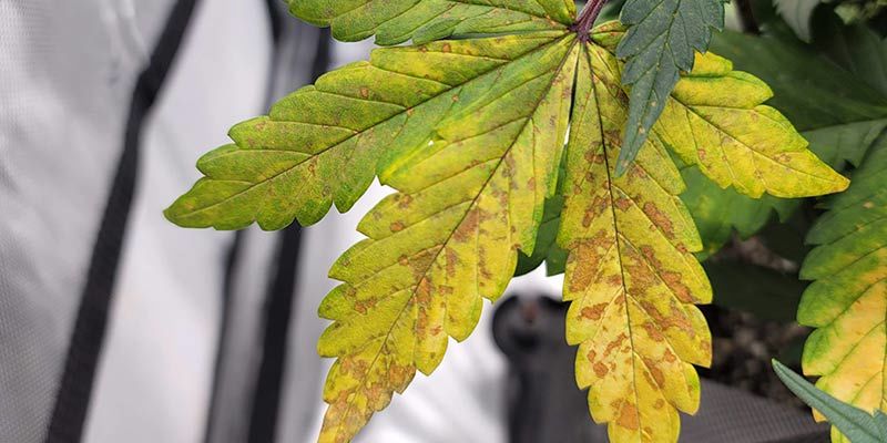 Comment Reconnaître Une Carence En Calcium Chez Le Cannabis - 1