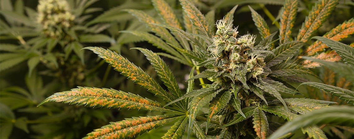 Carence en calcium du cannabis