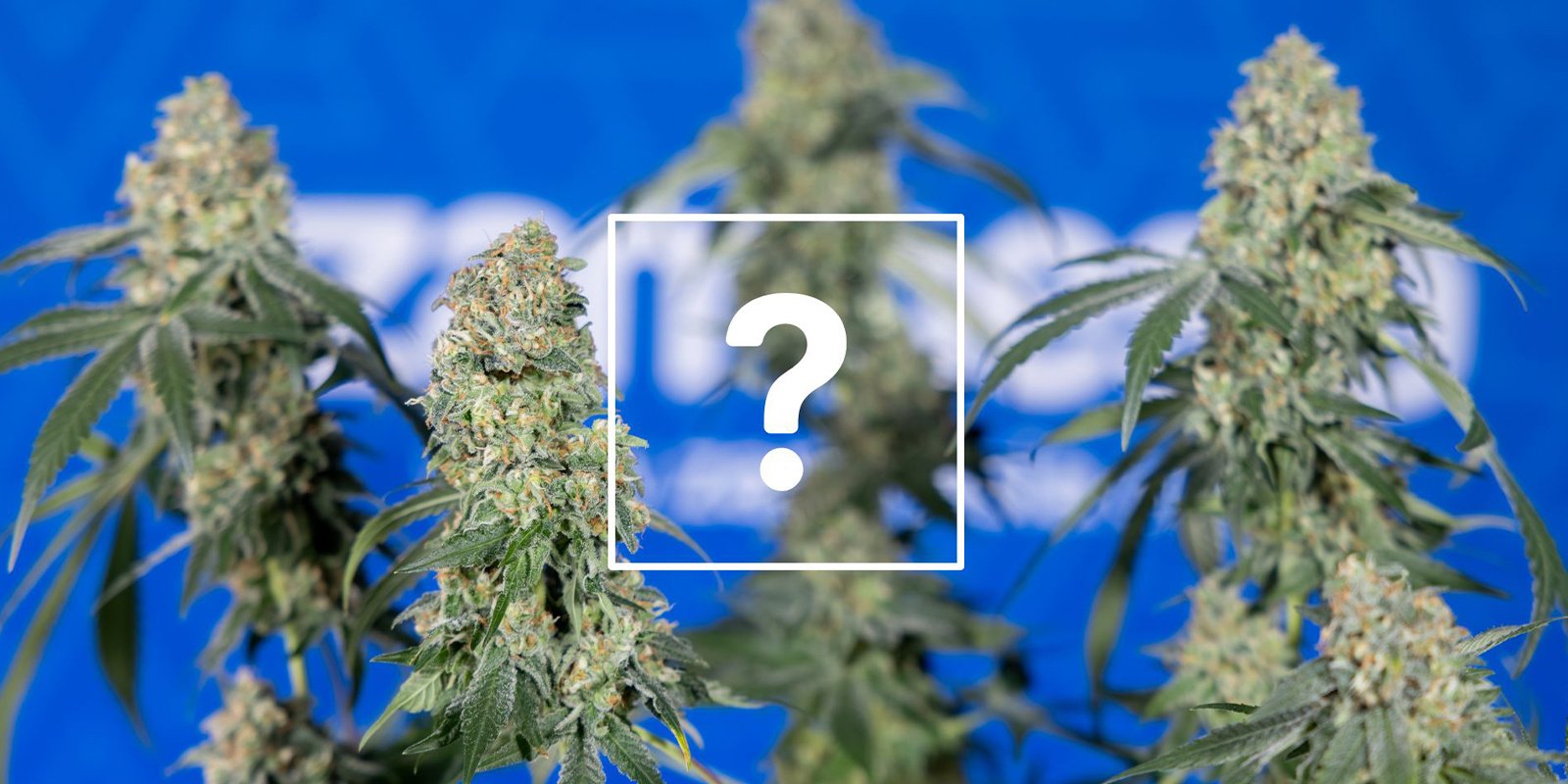 Puis-je encore consommer les plants ou les têtes affectés ?