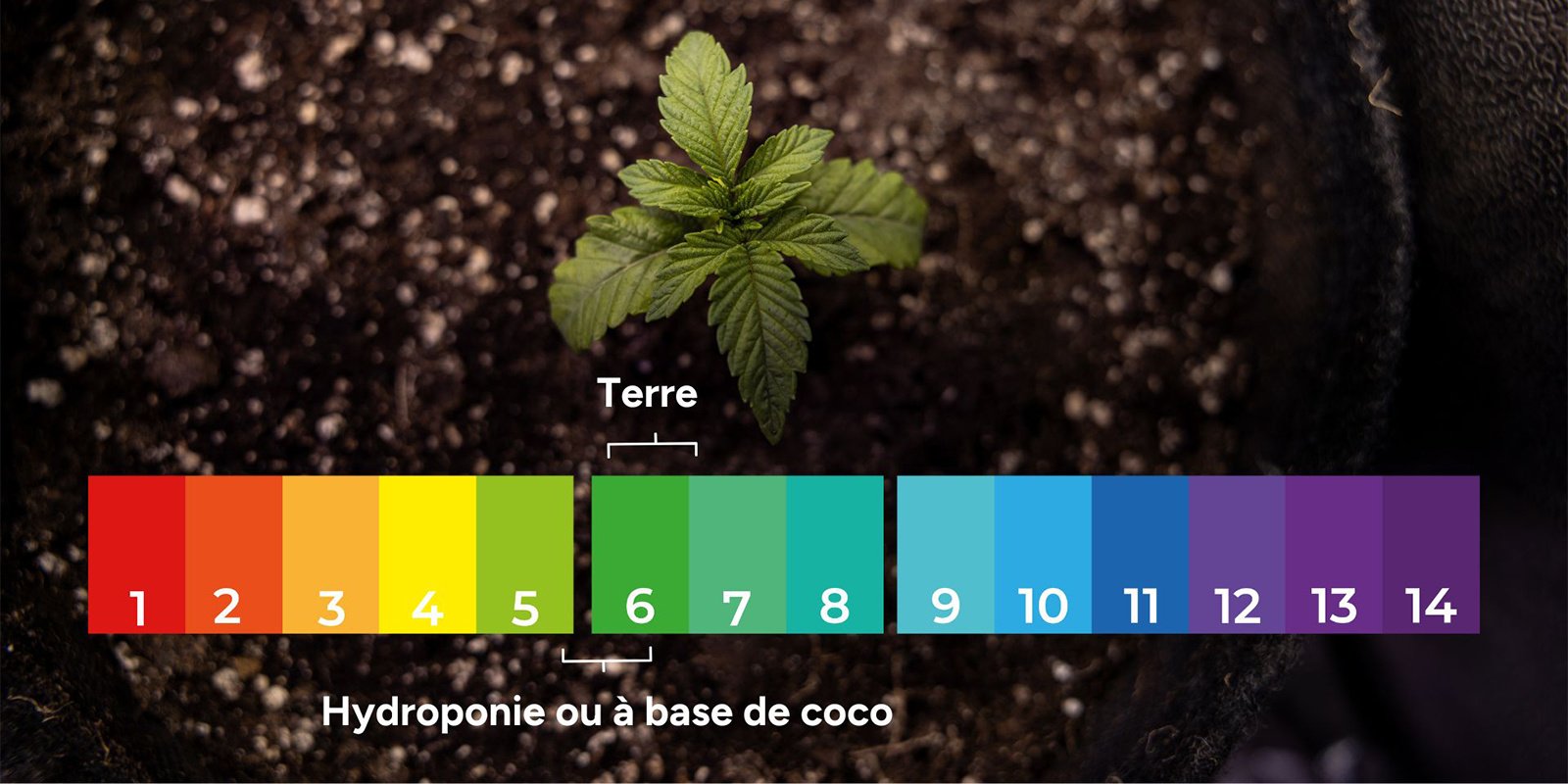 1. Éliminer tout déséquilibre du pH et tout blocage d'absorption des nutriments