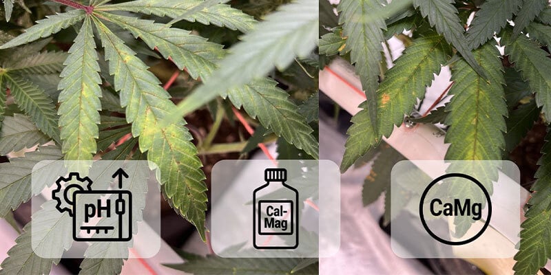 Remédier à une carence en calcium du cannabis
