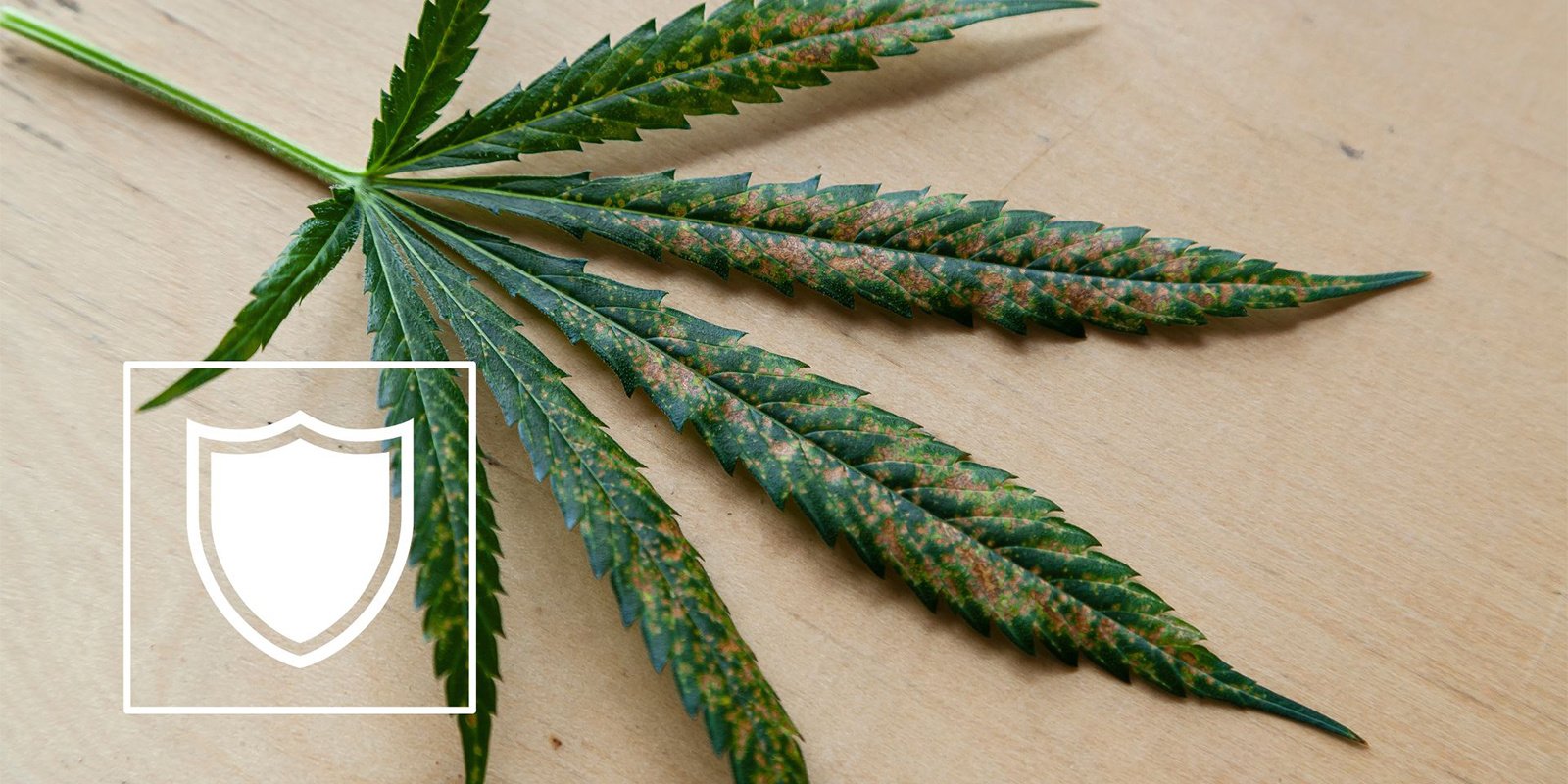 Comment prévenir la carence en calcium du cannabis ?