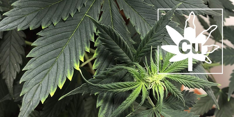 Carence En Cuivre Chez Les Plants De Cannabis