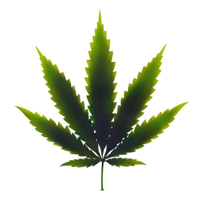 Carence En cuivre Dans Les Plants De Cannabis : Dernier stade de la carence en cuivre