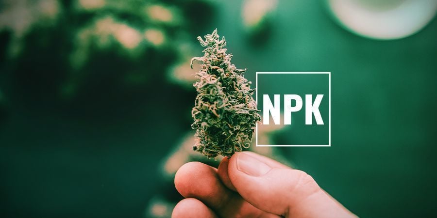 Pourquoi Les Plants De Cannabis Ont Besoin De Potassium ?