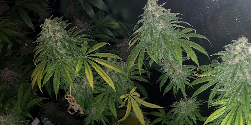 Les plants de cannabis peuvent-ils se remettre des tarsonèmes ?