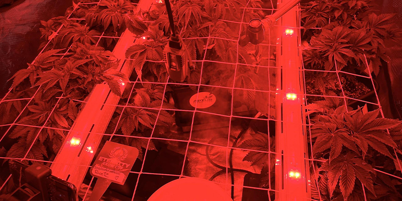 Les meilleurs types de lampes pour une utilisation intra-canopée