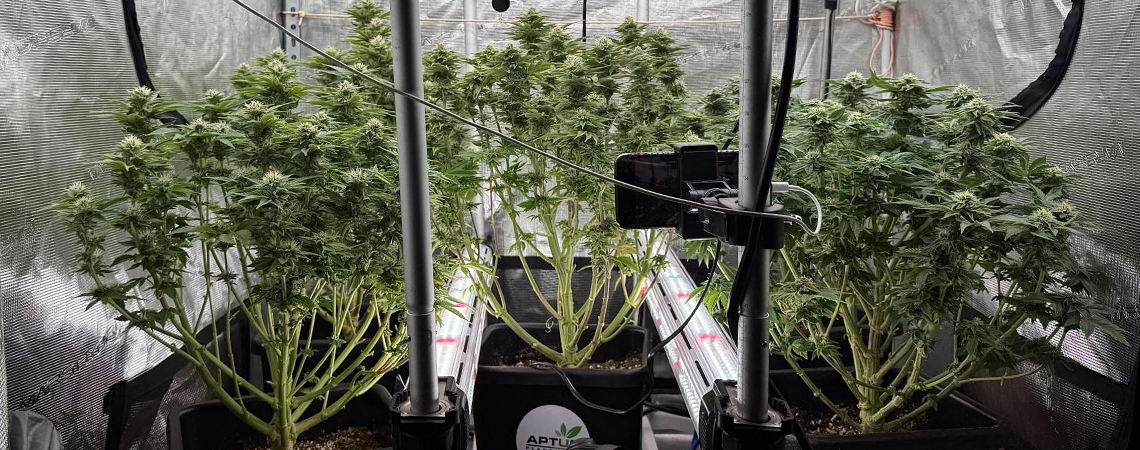 Éclairage intra-canopée du cannabis : malin ou à éviter ? 