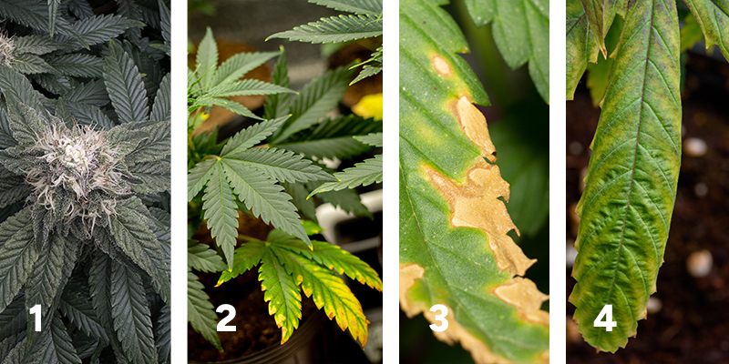 Observation de la réaction des plants