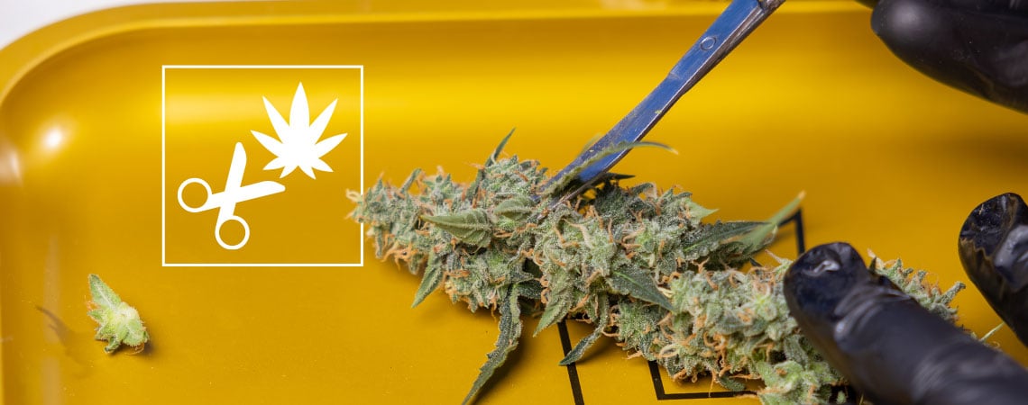 Manucure de votre cannabis
