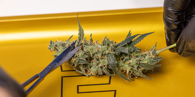 Manipulez les têtes avec précaution pour préserver les trichomes