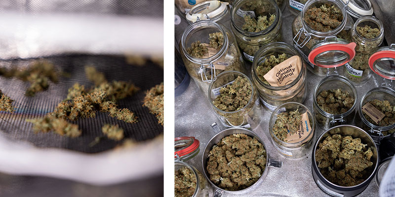 Que faire après avoir la manucure de votre cannabis ?