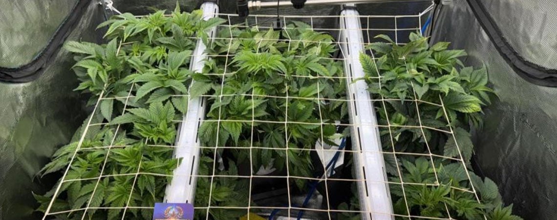 L’éclairage sous la canopée pour le cannabis : comment le mettre en œuvre et améliorer la culture