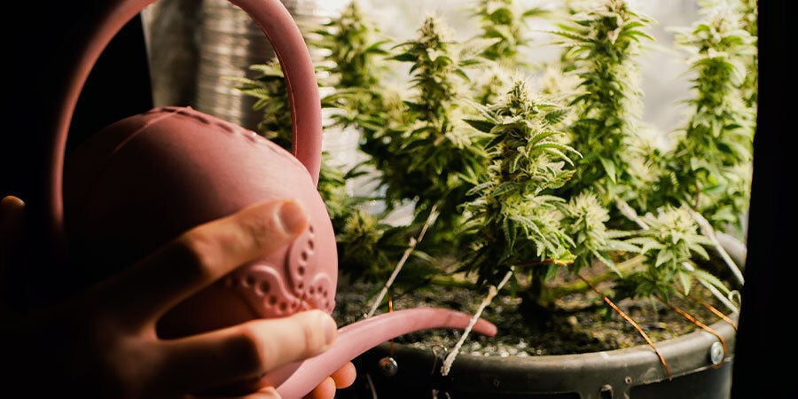 Comment Arroser Les Plants De Cannabis : Phase de croissance et taille du plant