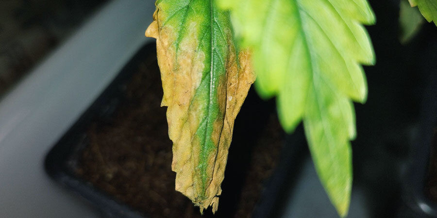 plants cannabis sur-arrosés