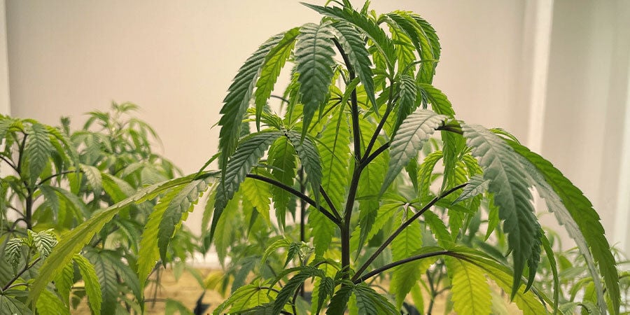 plants cannabis sur-arrosés