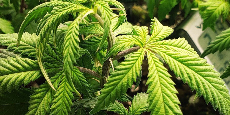 plants cannabis sur-arrosés