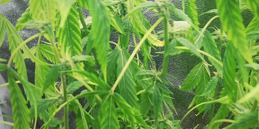 plants cannabis sous-arrosés