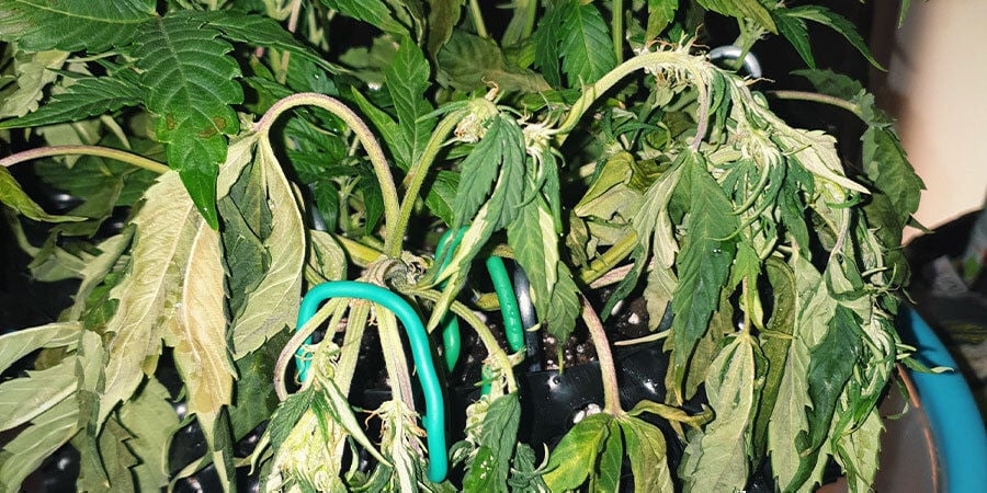 plants cannabis sous-arrosés