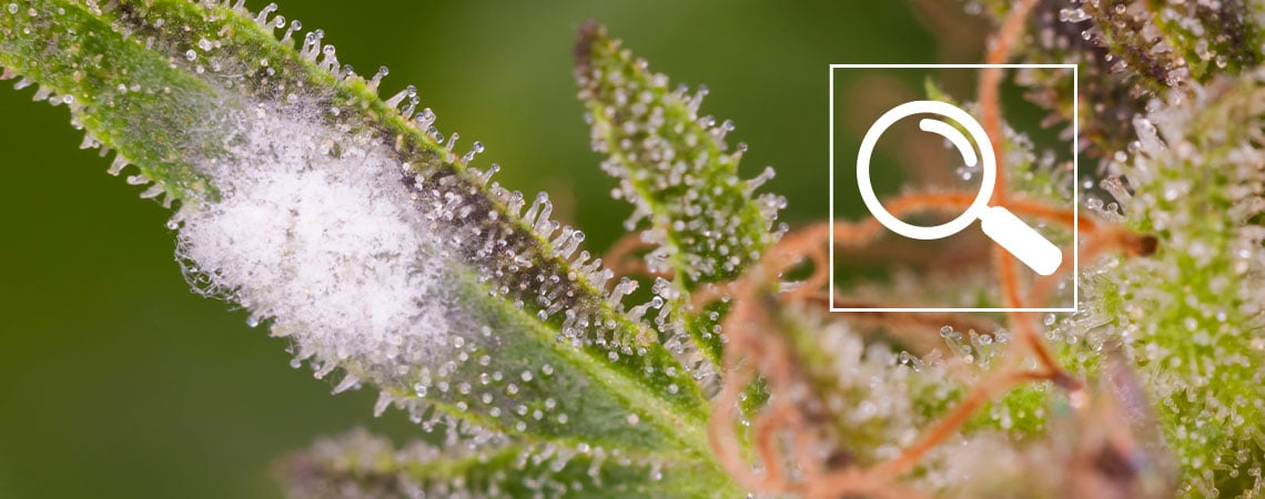 Comment identifier le mildiou sur le cannabis