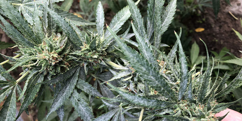 À quoi ressemble la moisissure sur le cannabis ?