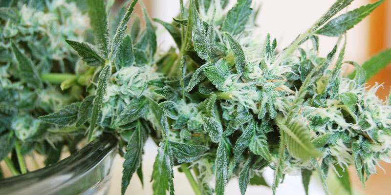 Que faire si vous repérez du mildiou sur des plants