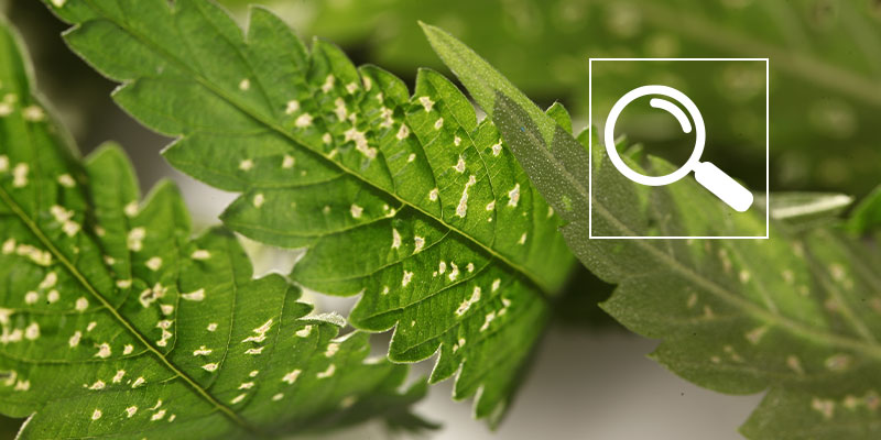 Causes courantes des taches blanches sur le cannabis