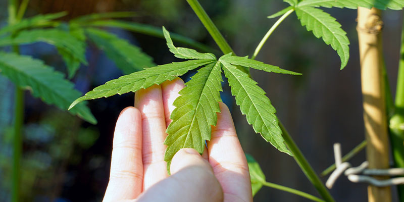 Comment identifier la cause des taches blanches sur le cannabis