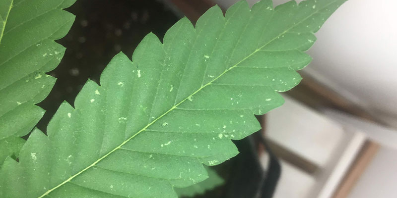 Gardez une longueur d'avance sur les taches blanches sur les feuilles de cannabis