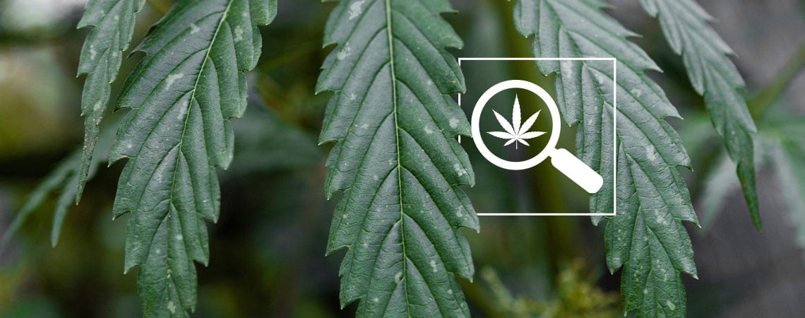 Taches blanches sur les feuilles de cannabis