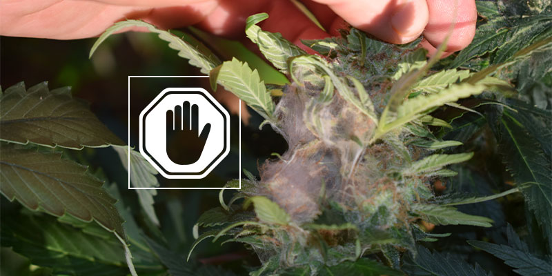 Que faire si vous constatez la présence de pourriture dans vos fleurs de cannabis ?