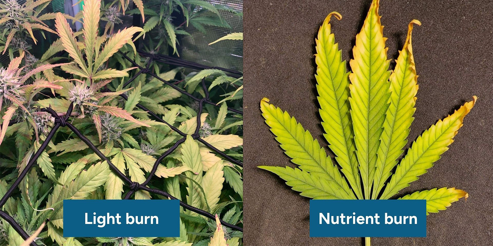 Comment distinguer une brûlure due à la lumière d'une brûlure due aux nutriments