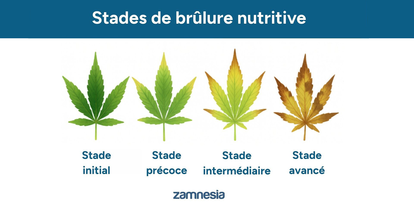 Les différents stades de la brûlure des nutriments
