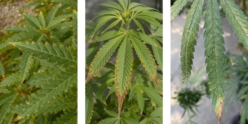 Brûlures des nutriments chez le cannabis : comment les détecter et sauver vos plants