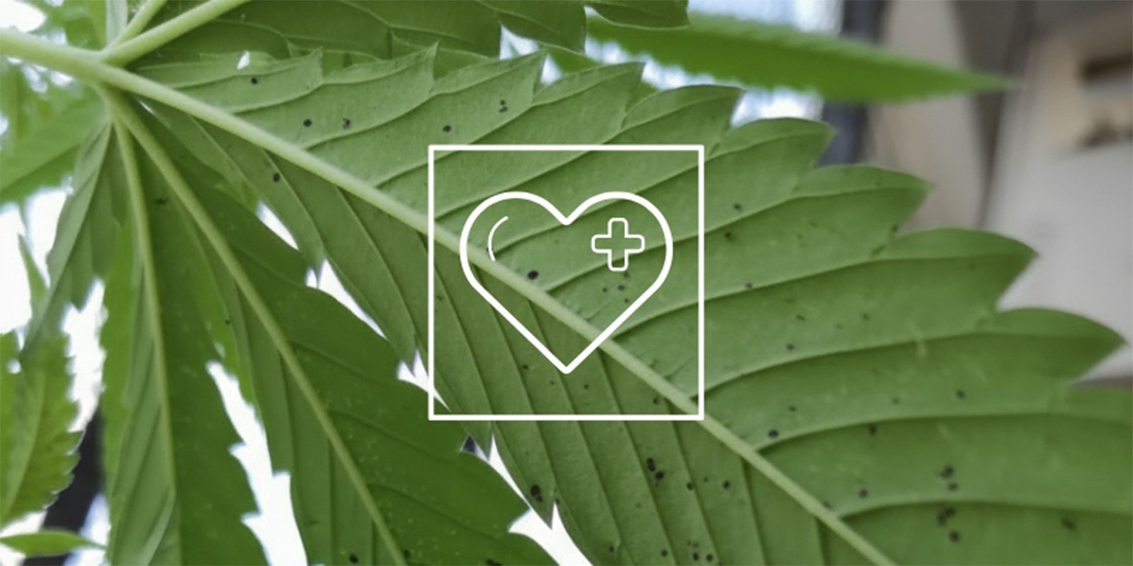Comment traiter les taches noires sur les feuilles ?
