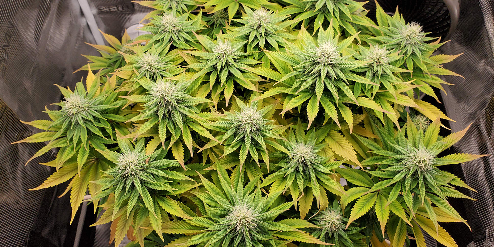 Problèmes de pH courants et comment les corriger