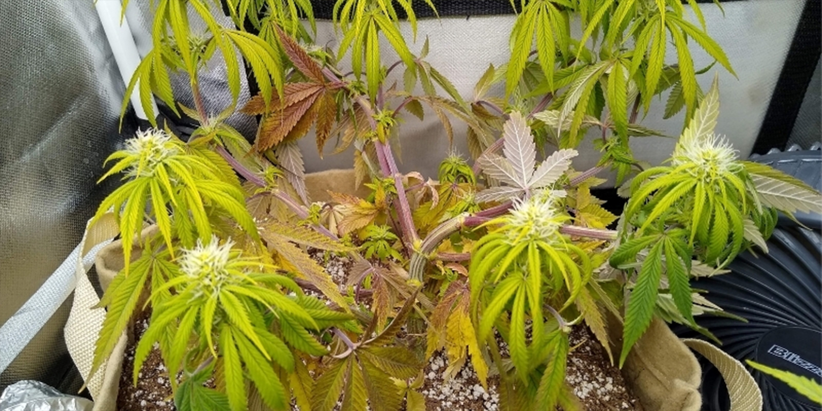 Signes courants d’un pH déséquilibré chez le cannabis