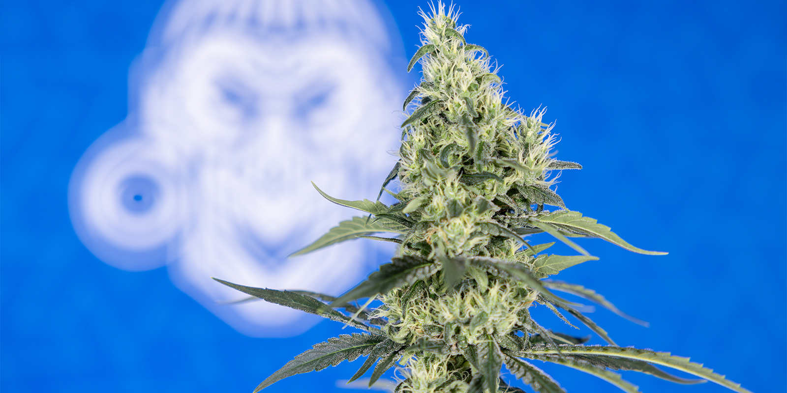 Maintenir un pH stable pendant toute la culture