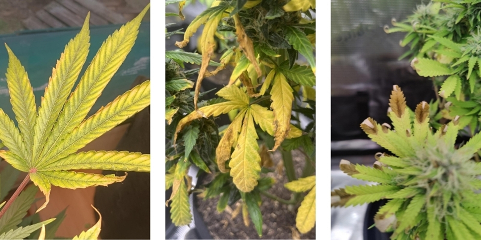 Qu’est-ce que le nutrient lockout ?