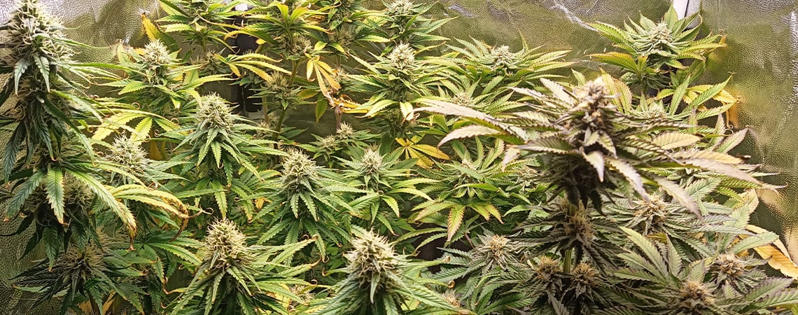 pH du cannabis : comment le mesurer et l’ajuster