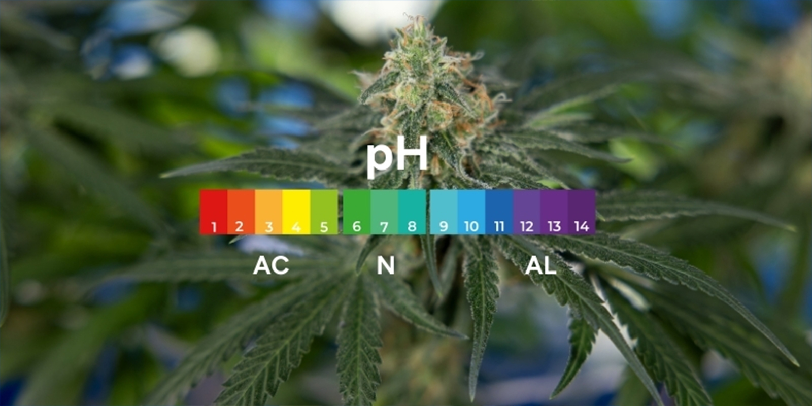 Qu’est-ce que le pH et pourquoi est-il important pour le cannabis ?