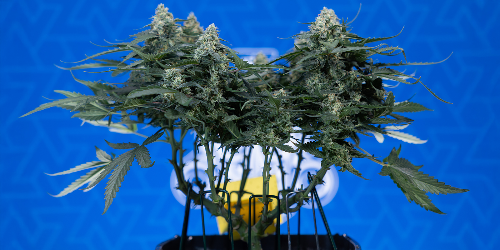 Pourquoi utiliser le 12/12 ?