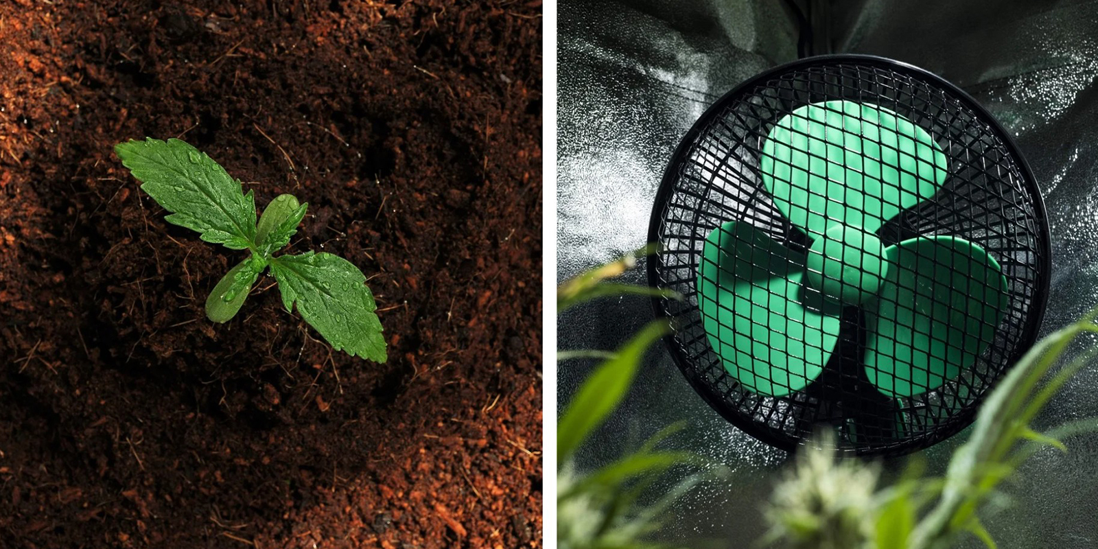 Un sol de qualit&eacute; et une bonne circulation d&rsquo;air sont essentiels