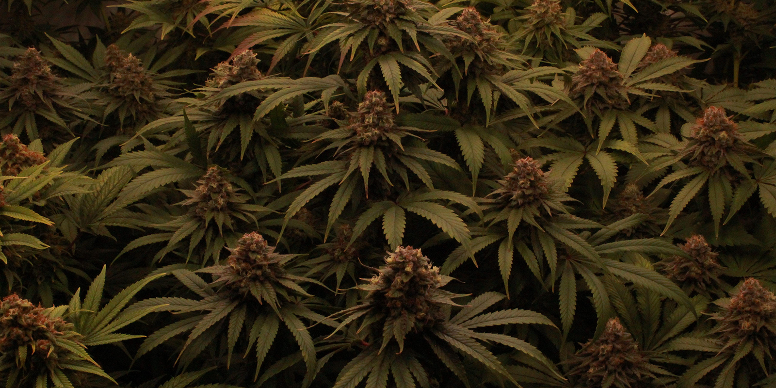 Laissez vos plantes faire la f&ecirc;te en 12/12