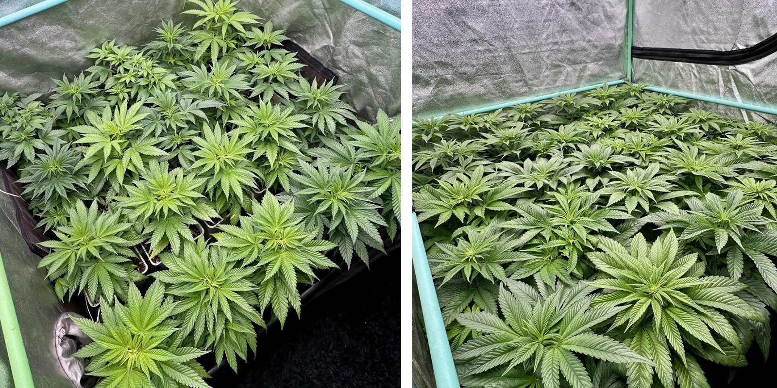 Testez la m&eacute;thode Sea of Green (SOG)