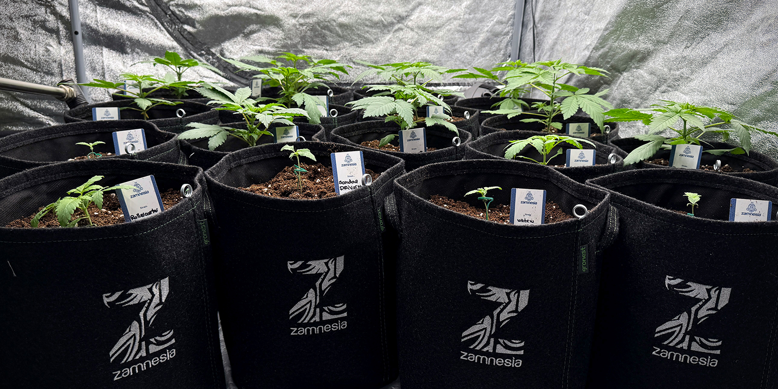 Utilisez des pots plus petits (4&ndash;6 L)