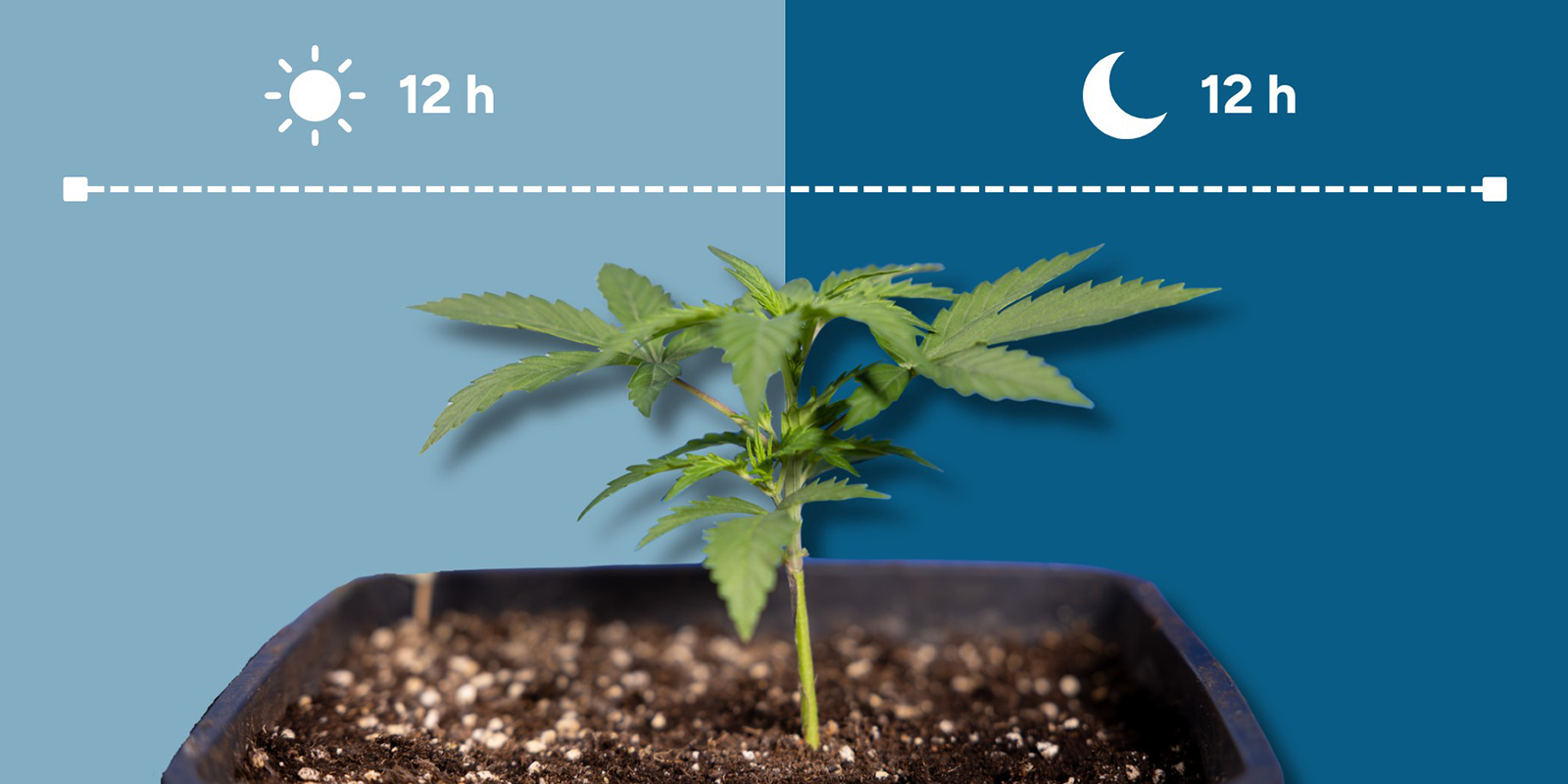 Qu&rsquo;est-ce que le 12/12 ?