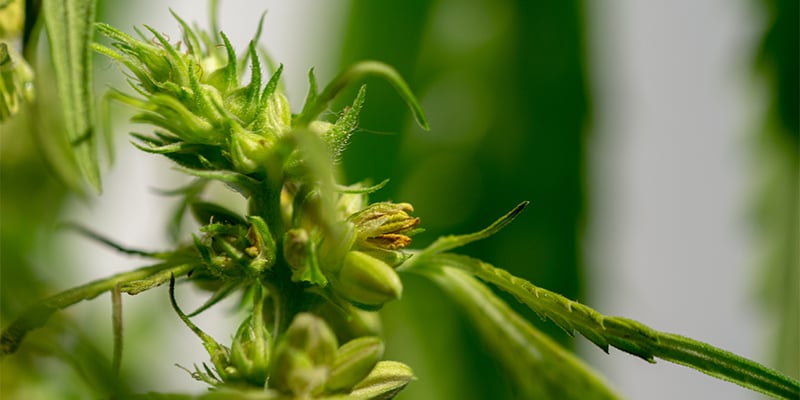 Qu’est-ce qu’une plante de cannabis hermaphrodite ? Qu’est-ce qu’une plante de cannabis hermaphrodite ?