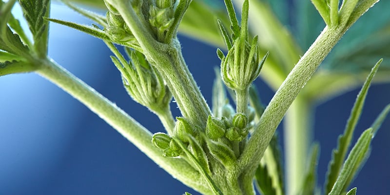 How to spot hermaphrodite cannabis plants How to spot hermaphrodite cannabis plants